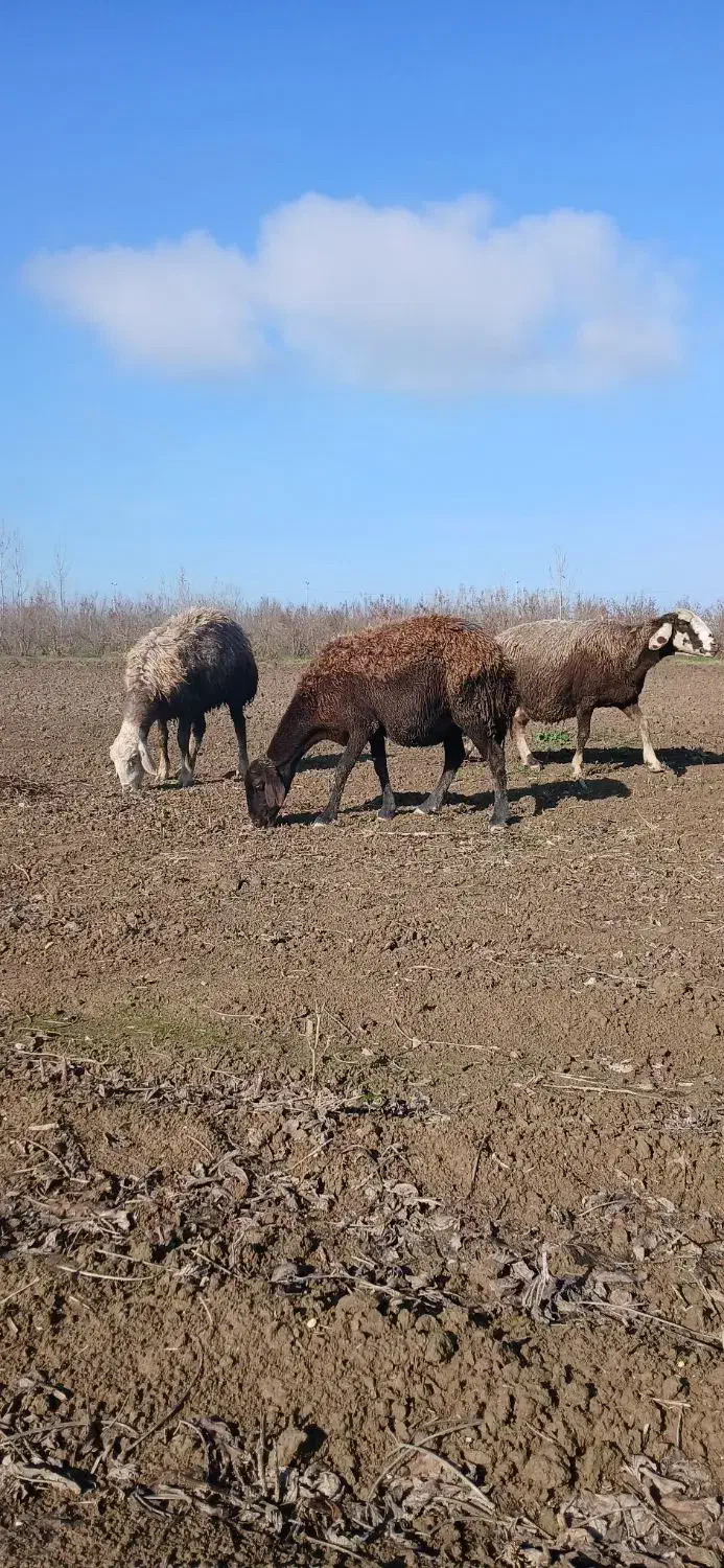 گوسفند بره مار درشت کردستانی دوباره ابست|حیوانات مزرعه|گرگان, |دیوار