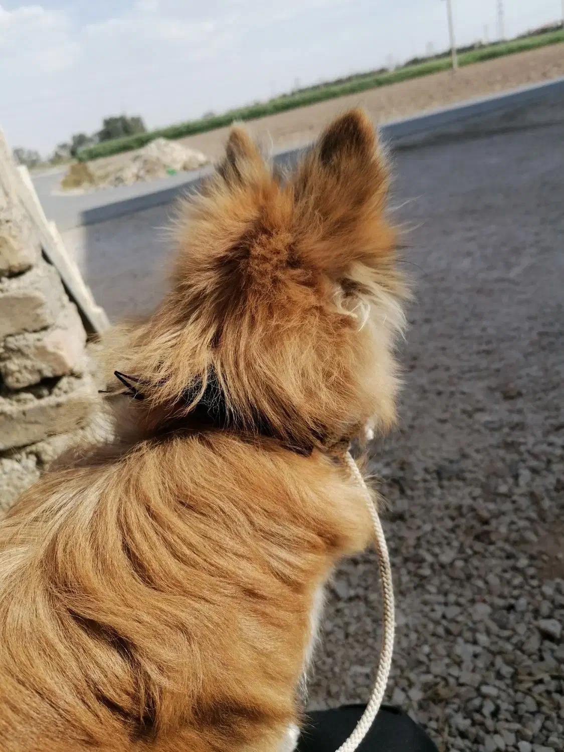 سگ پامر|سگ|مرودشت, فیروزی|دیوار