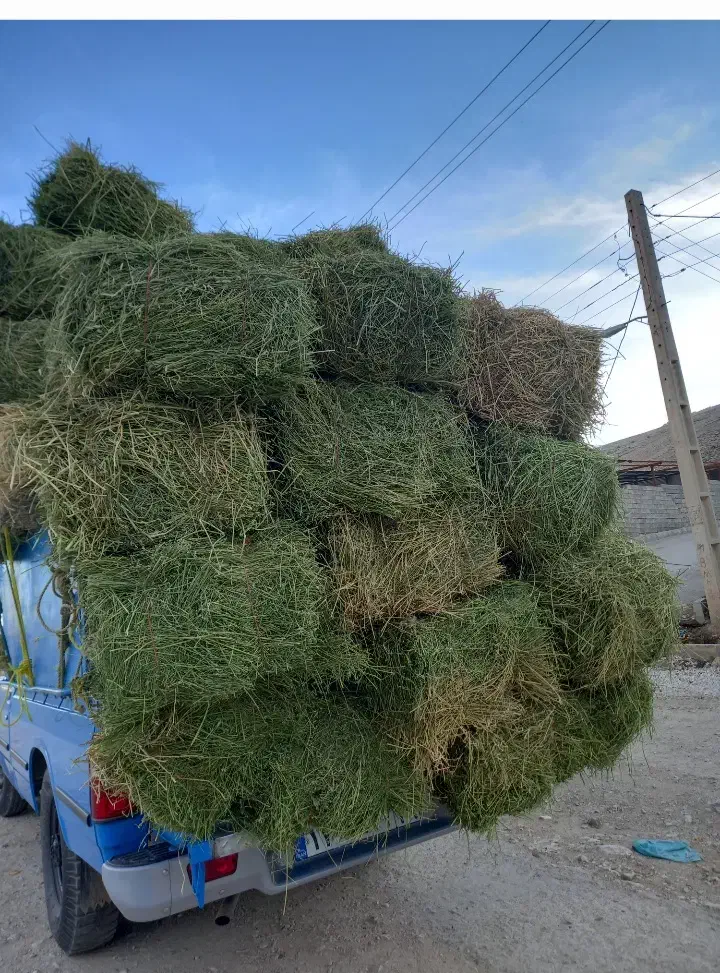 یونجه|لوازم جانبی حیوانات|سرپل ذهاب, |دیوار