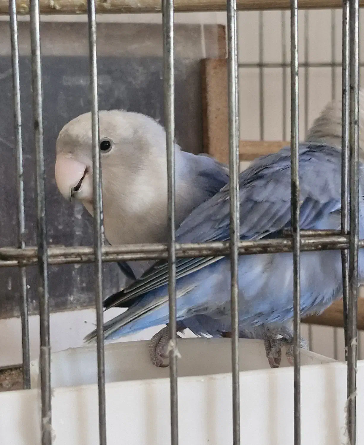 طوطی برزیلی مولد مارال|پرنده|اسلام‌شهر, شهرک انبیا|دیوار