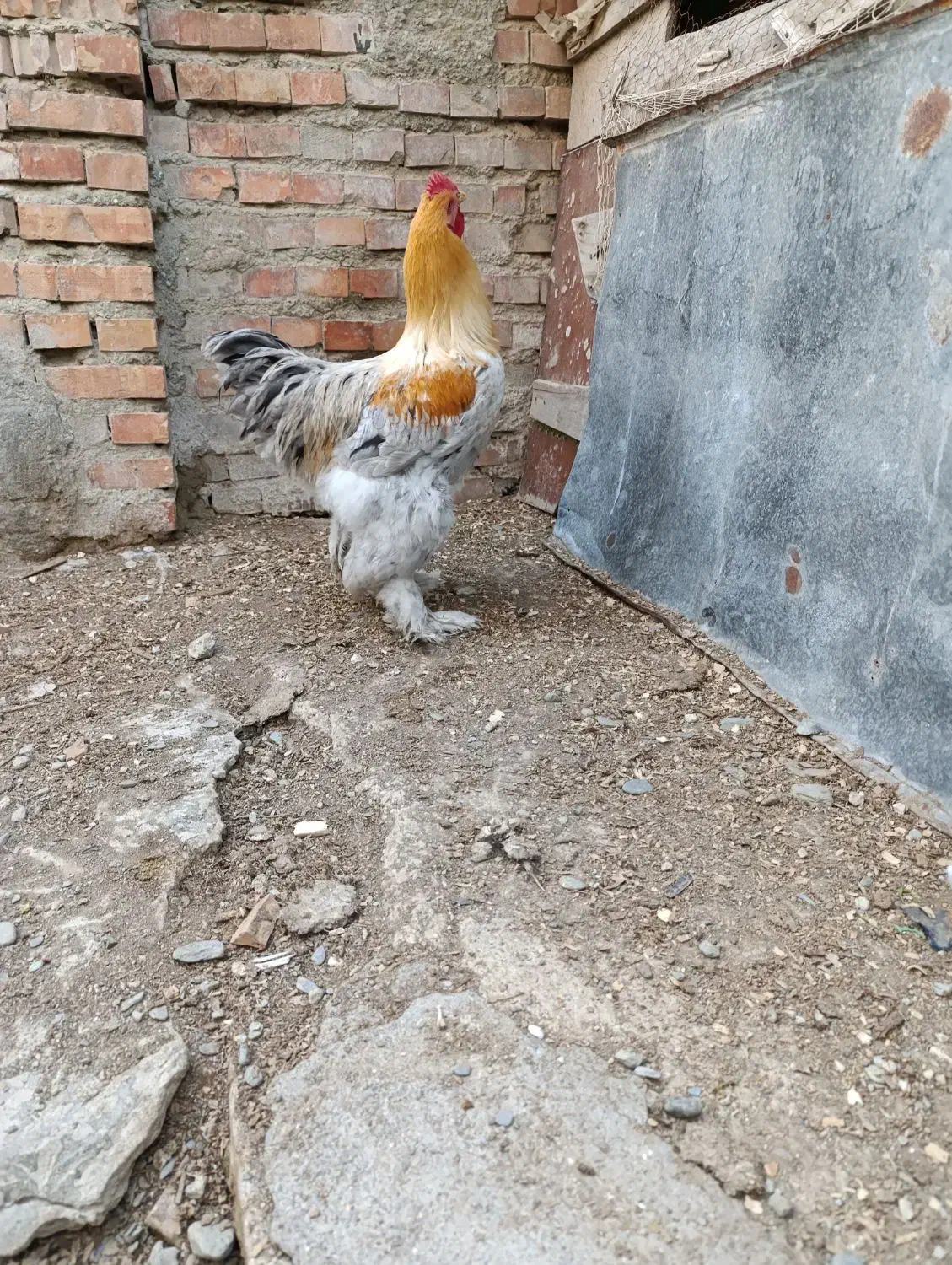 خروس برهما اصل|حیوانات مزرعه|گمیشان, |دیوار