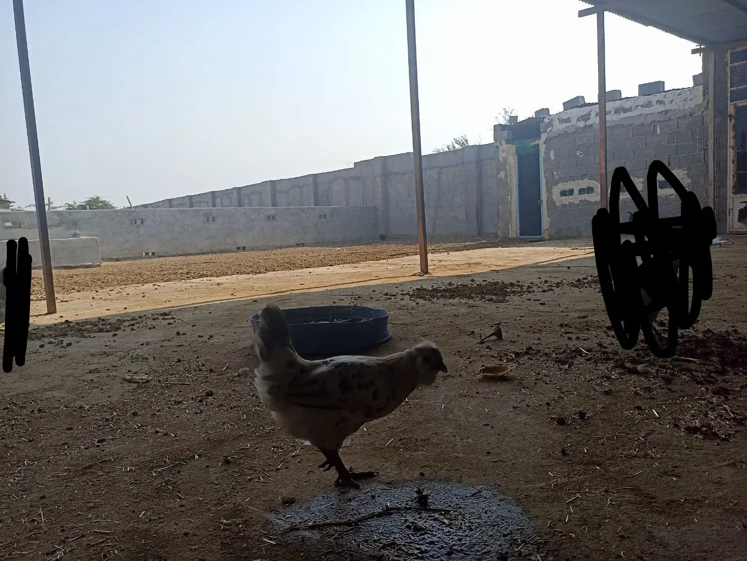 مرغ و خروس|حیوانات مزرعه|بندر کنگان, |دیوار