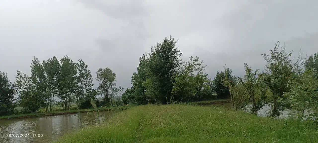 فروش زمین کشاورزی|اجارهٔ دفتر صنعتی، کشاورزی، تجاری|شفت, |دیوار