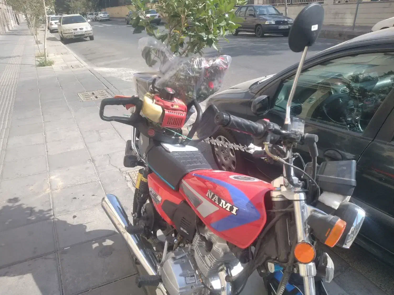 هرس درخت شمشاد خدمات باغبانی آذری|خدمات باغبانی و درختکاری|تهران, صادقیه|دیوار