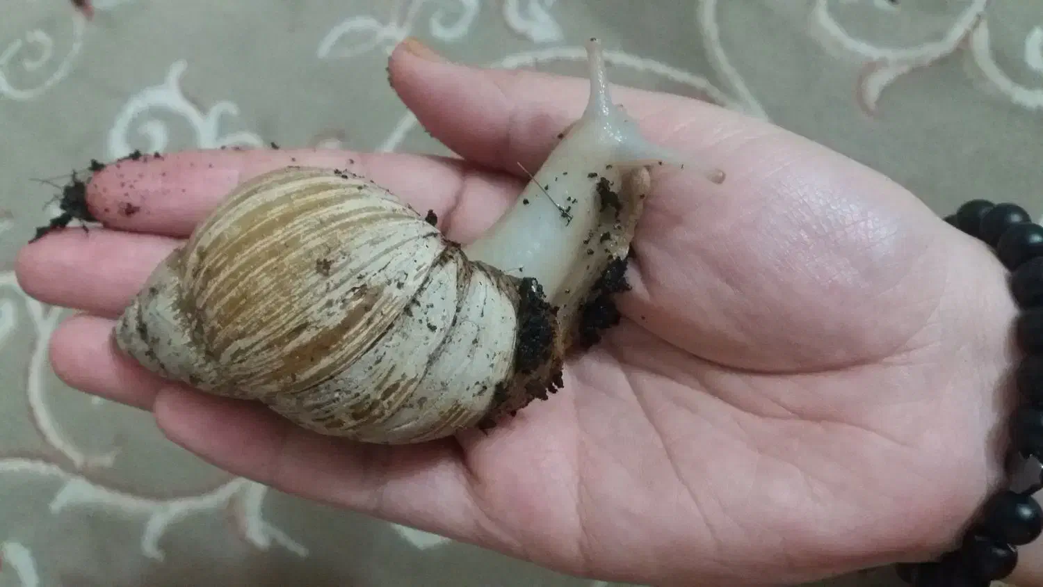 حلزون مولد|خزنده|کرج, خرمدشت|دیوار