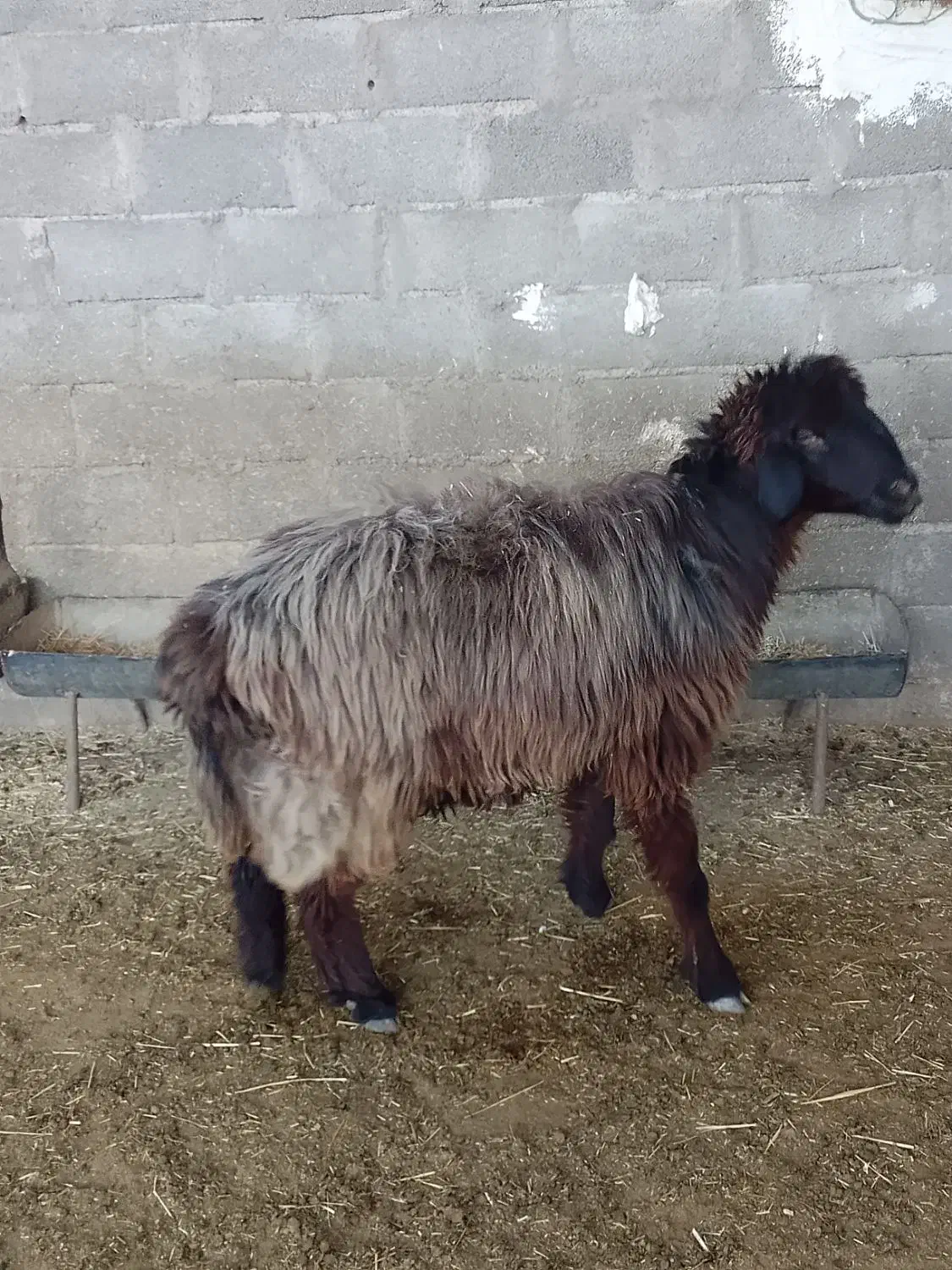 کاوه میش تهه بختیاری|حیوانات مزرعه|دهدشت, |دیوار