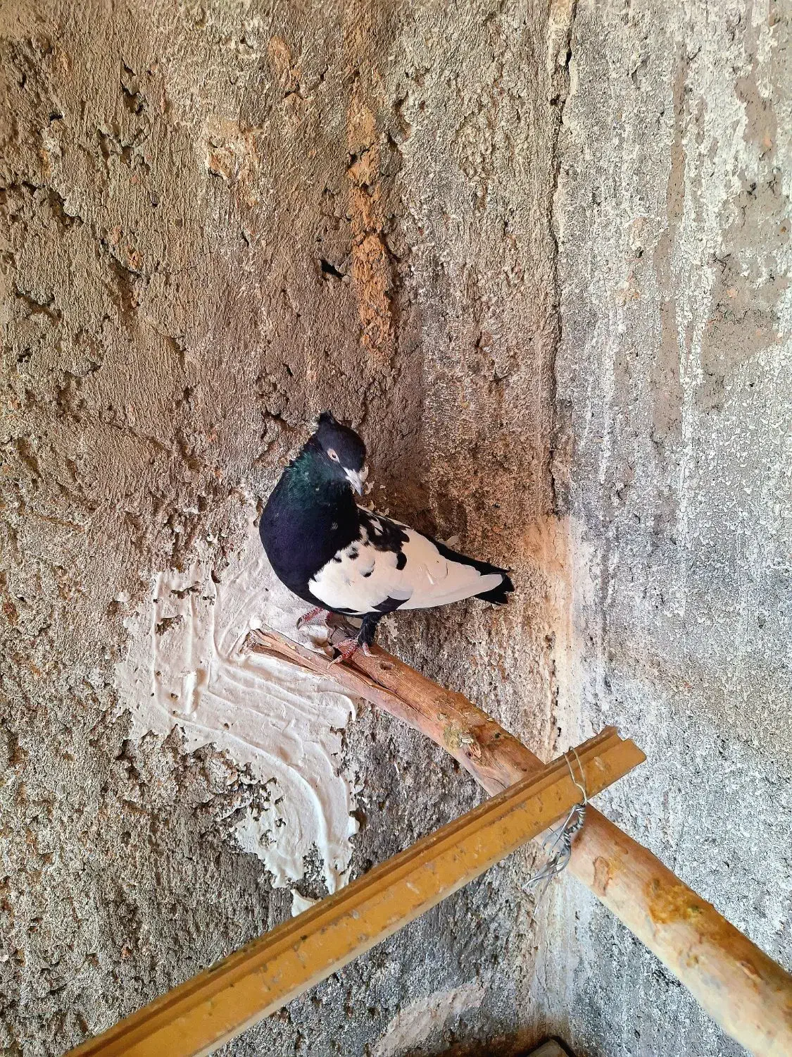 سینه ای پلنگ|پرنده|راور, |دیوار