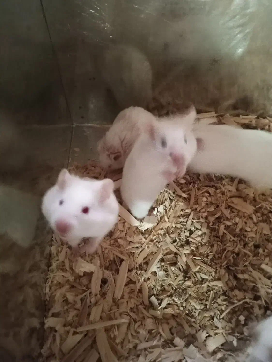 همستر|موش و خرگوش|سنندج, |دیوار