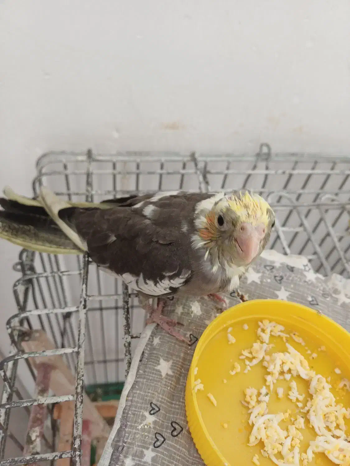 یک جفت عروس  هلندی   به فروش میرسد|پرنده|پاکدشت, پاکدشت (مامازند)|دیوار