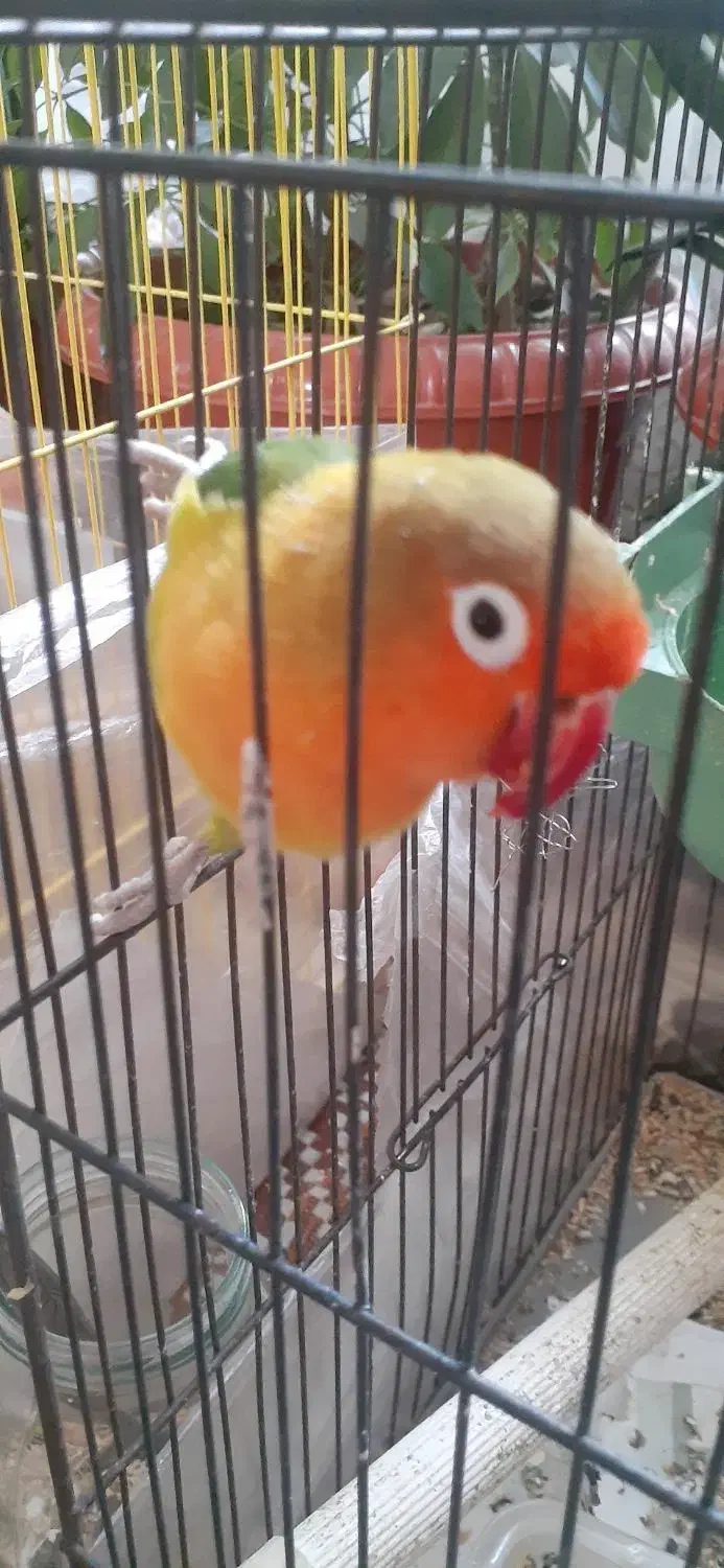 طوطی برزیلی|پرنده|ارومیه, |دیوار