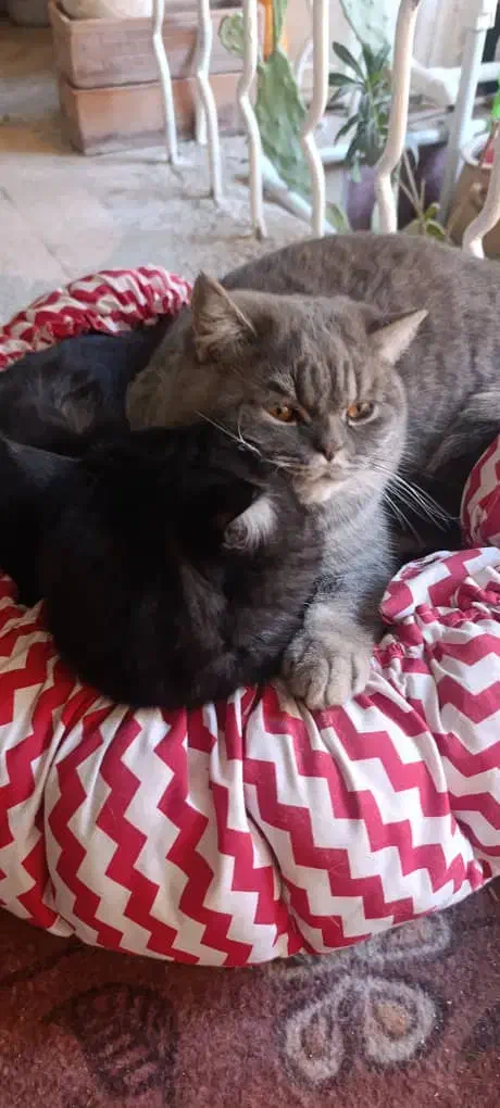 واگذاری گربه بریتیش اسگاتیش|گربه|کرج, آق تپه|دیوار