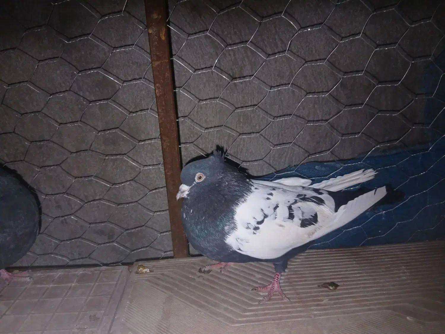 کفتر|پرنده|داراب, |دیوار