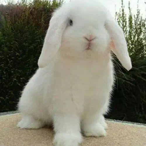 خرگوش لوپ هلندی|موش و خرگوش|اصفهان, حصه جنوبی|دیوار