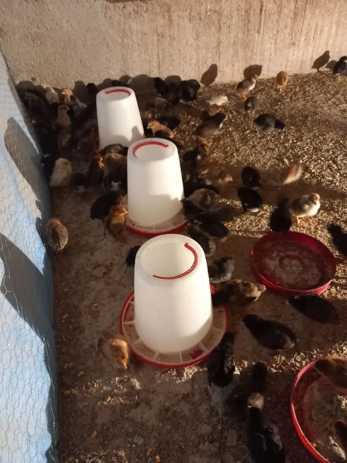 جوجه محلی اصل تضمینی|حیوانات مزرعه|فیروزآباد (فارس), |دیوار