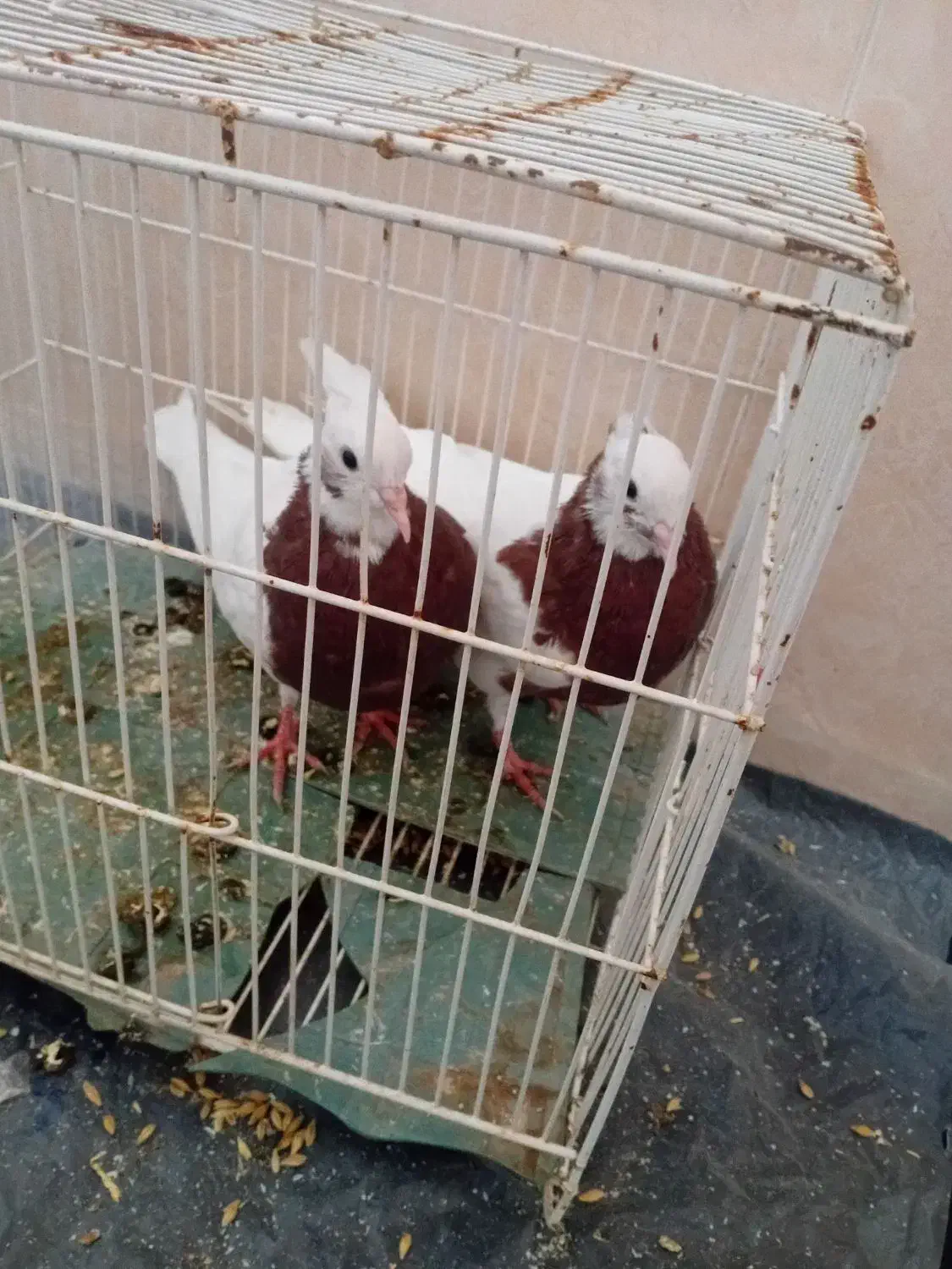 طوقی|پرنده|سبزوار, رباط|دیوار