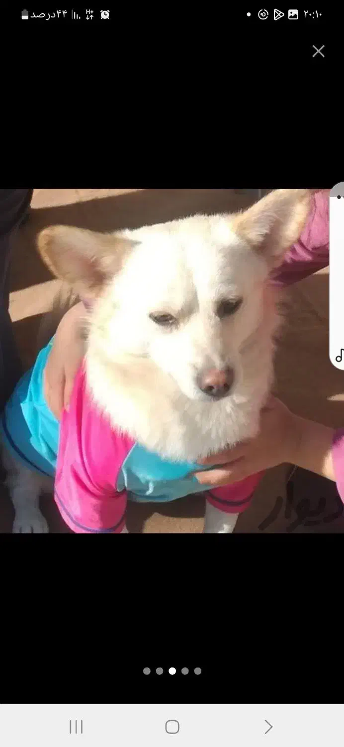 گمشده سال 1401 شب چهارشنبه سوری|سگ|اهواز, کیانشهر|دیوار