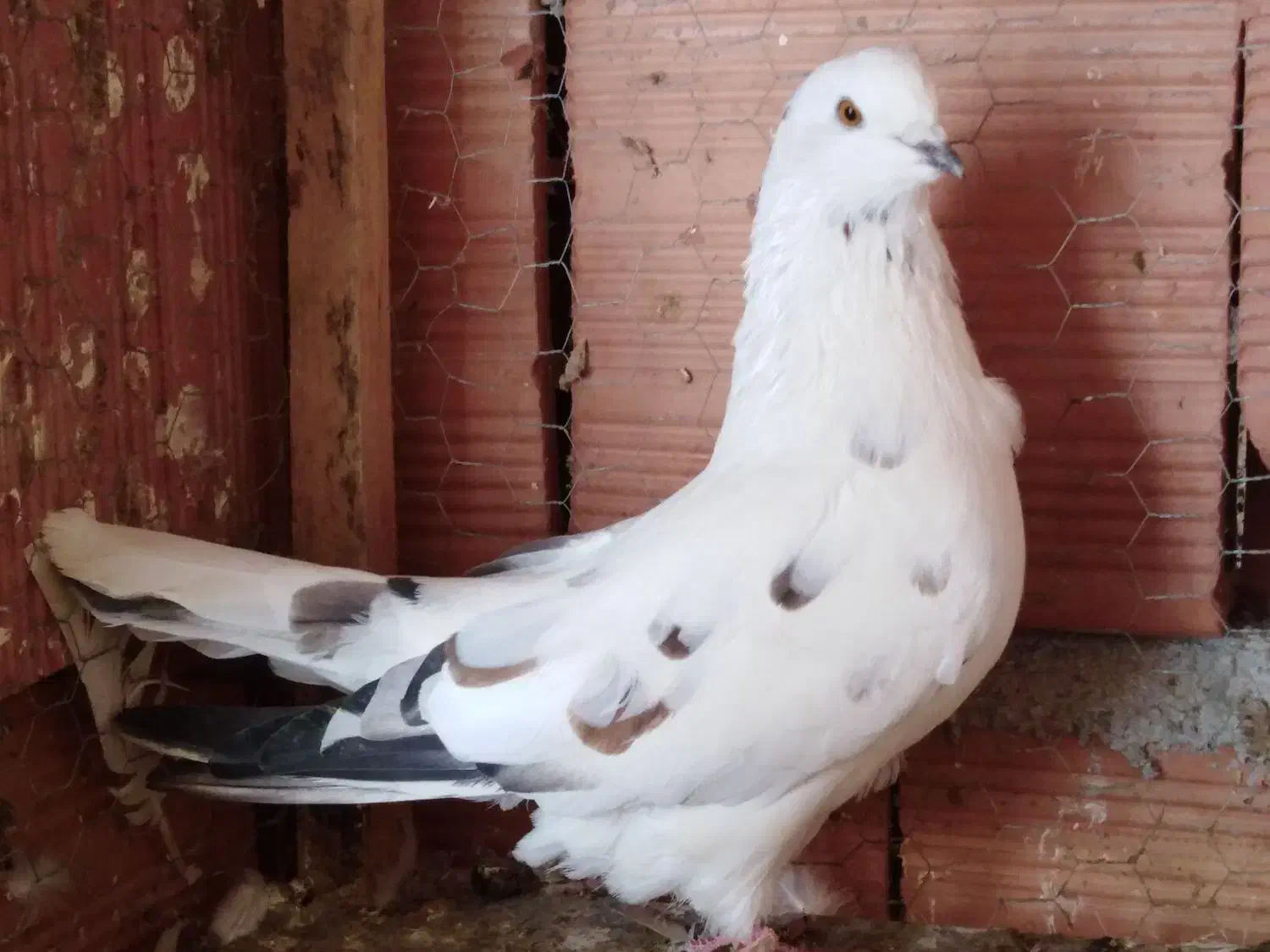 یک جفت کبوتر شمرونی گردن کلفت|پرنده|قائم‌شهر, |دیوار