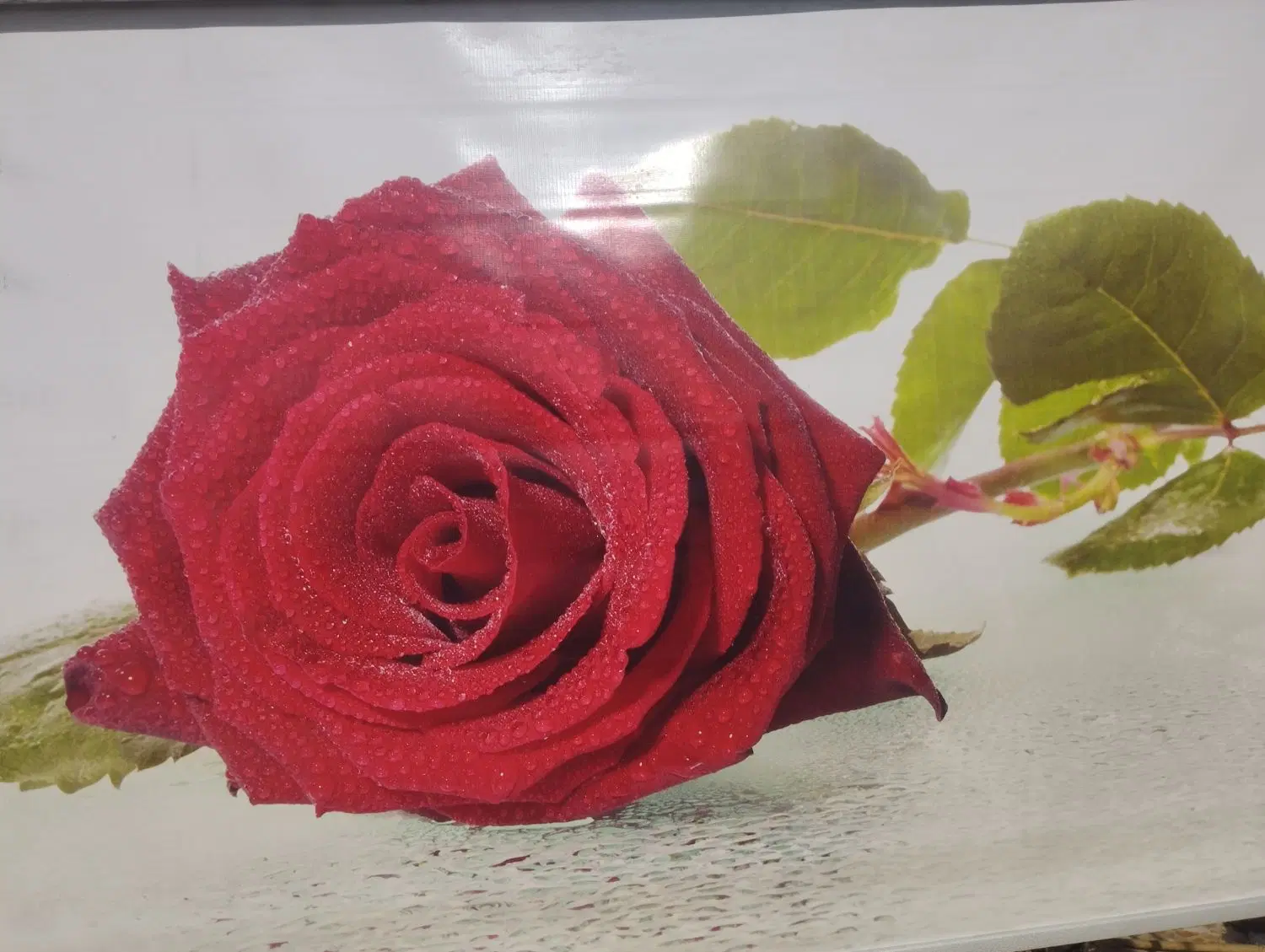 پرده اوپن|پرده، رانر، رومیزی|بیرجند, |دیوار
