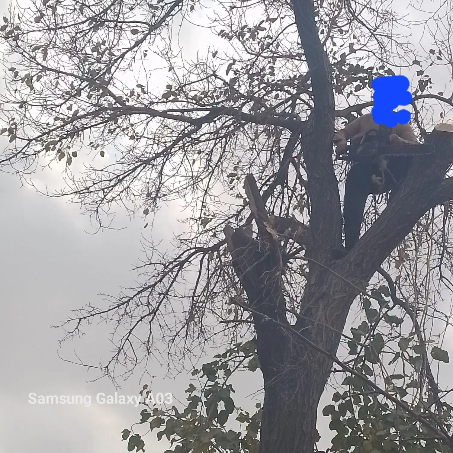 خرید انواع چوب قطع وهرس کاری درختان سربرداری درخت|خدمات باغبانی و درختکاری|مشهد, قائم|دیوار