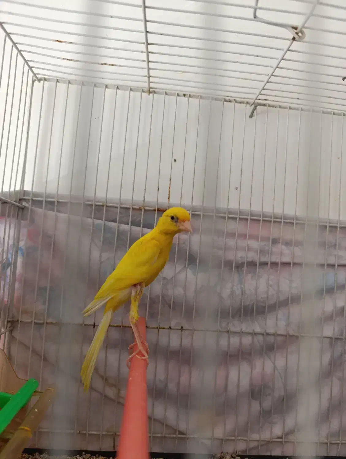 قناری|پرنده|مشهد, کشف|دیوار