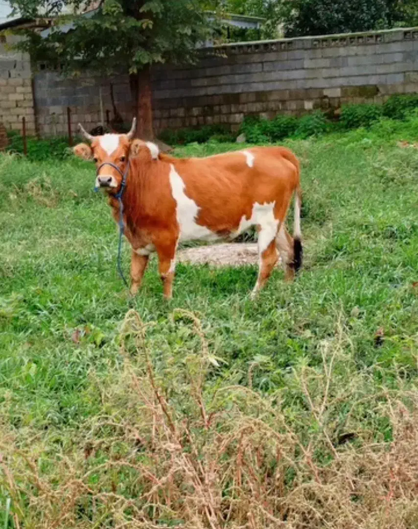 گاو|حیوانات مزرعه|چمستان, |دیوار