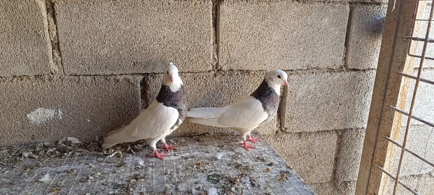 کبوتر توقی|پرنده|رامشیر, |دیوار