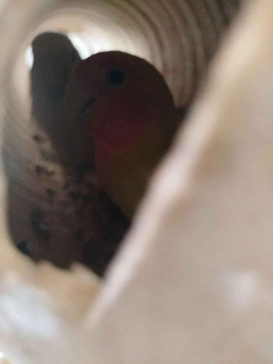 برزیلی مولد|پرنده|قروه, |دیوار