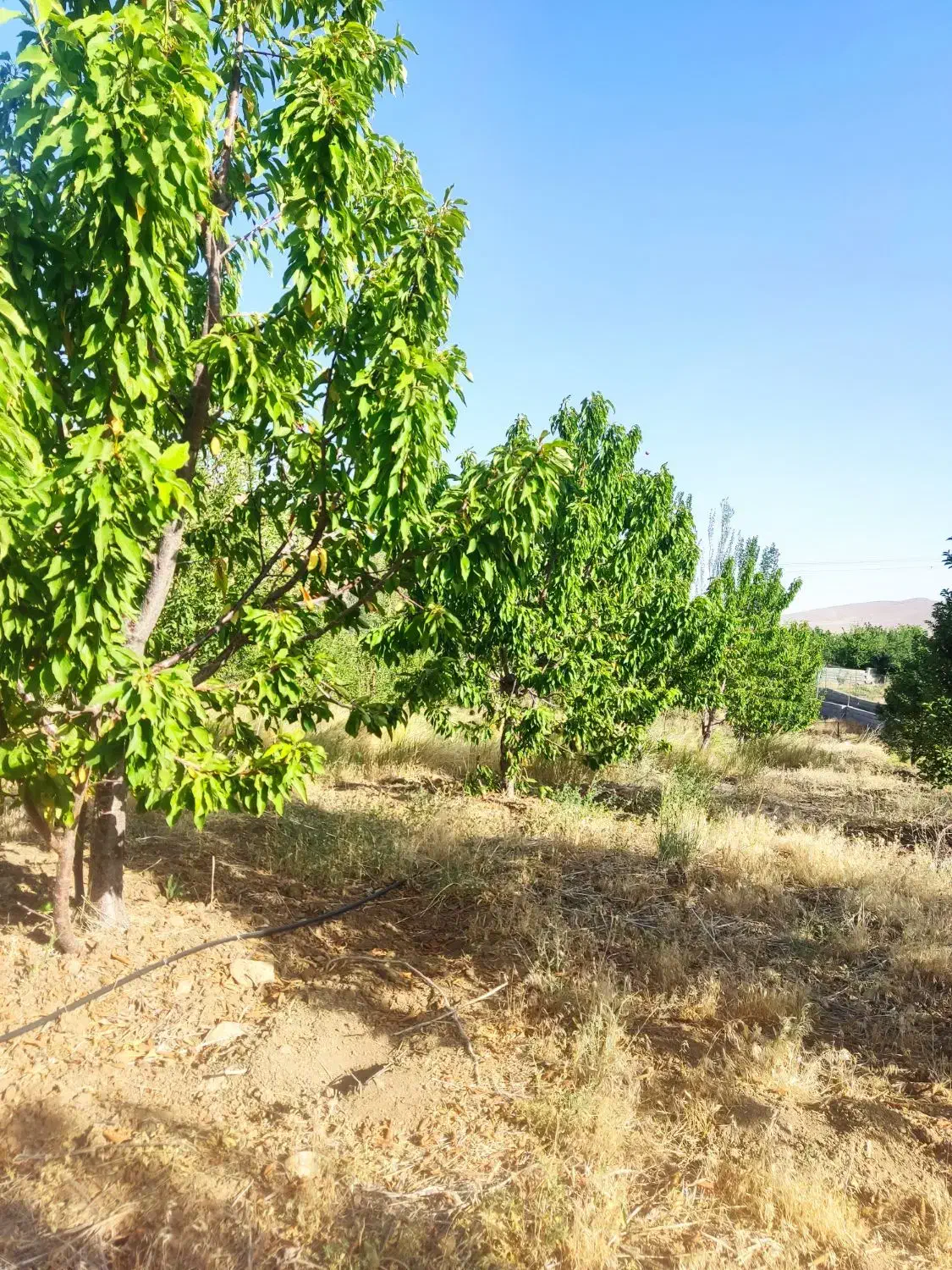 زمین باغچه  و باغ و کشاورزی|فروش دفتر صنعتی، کشاورزی، تجاری|بروجن, |دیوار