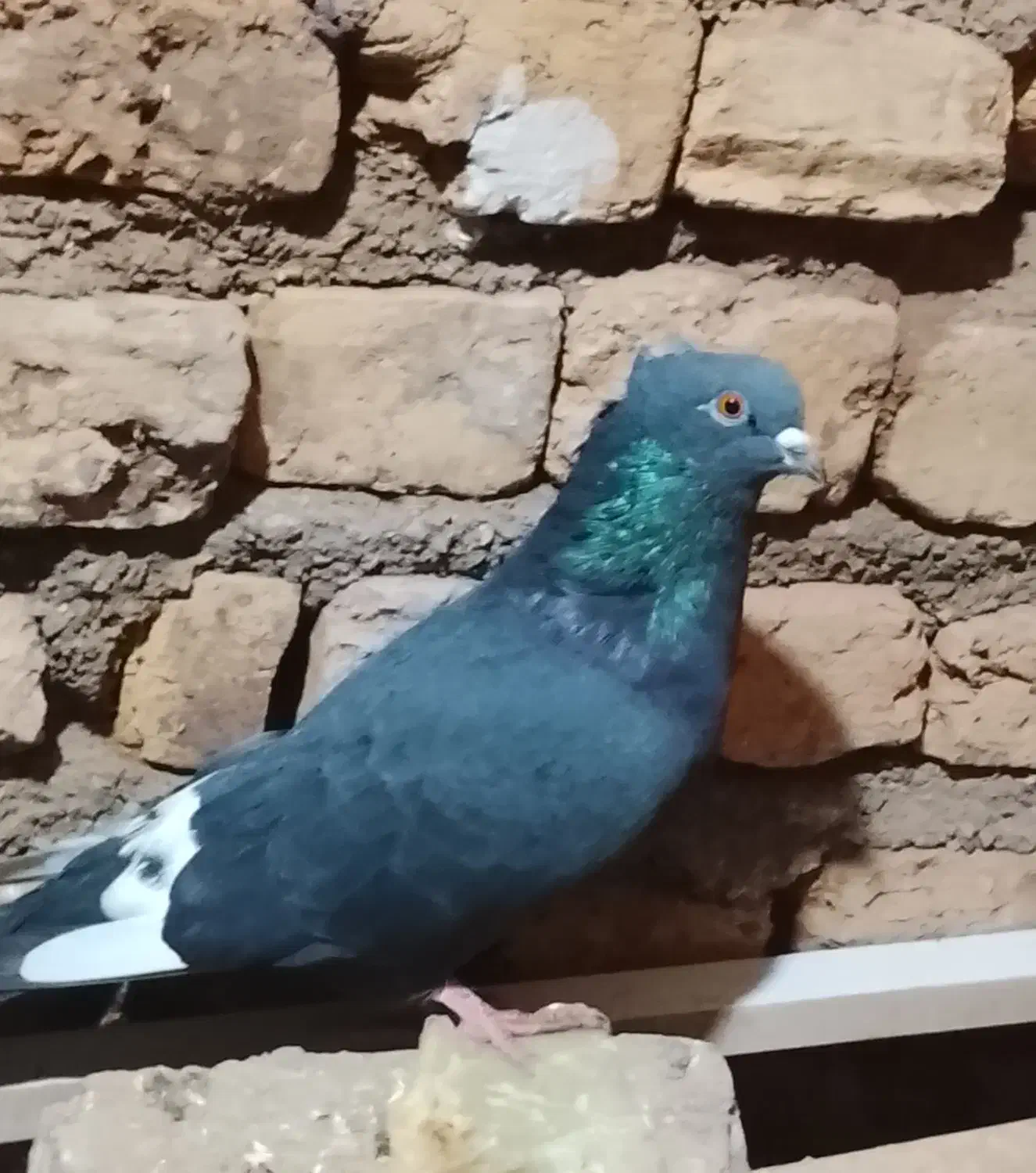 تعدادی کفتر پرشی و جوجه کشی|پرنده|گرمسار, |دیوار