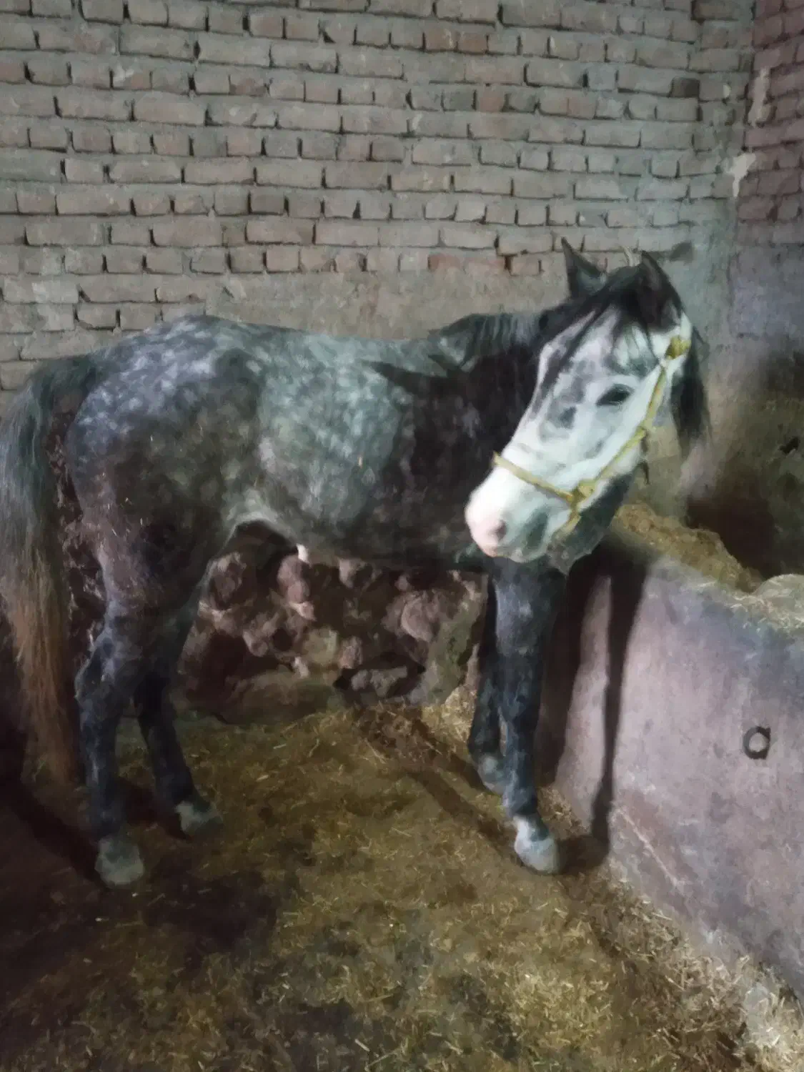 اسب مادیون|اسب و تجهیزات اسب‌سواری|اردبیل, |دیوار