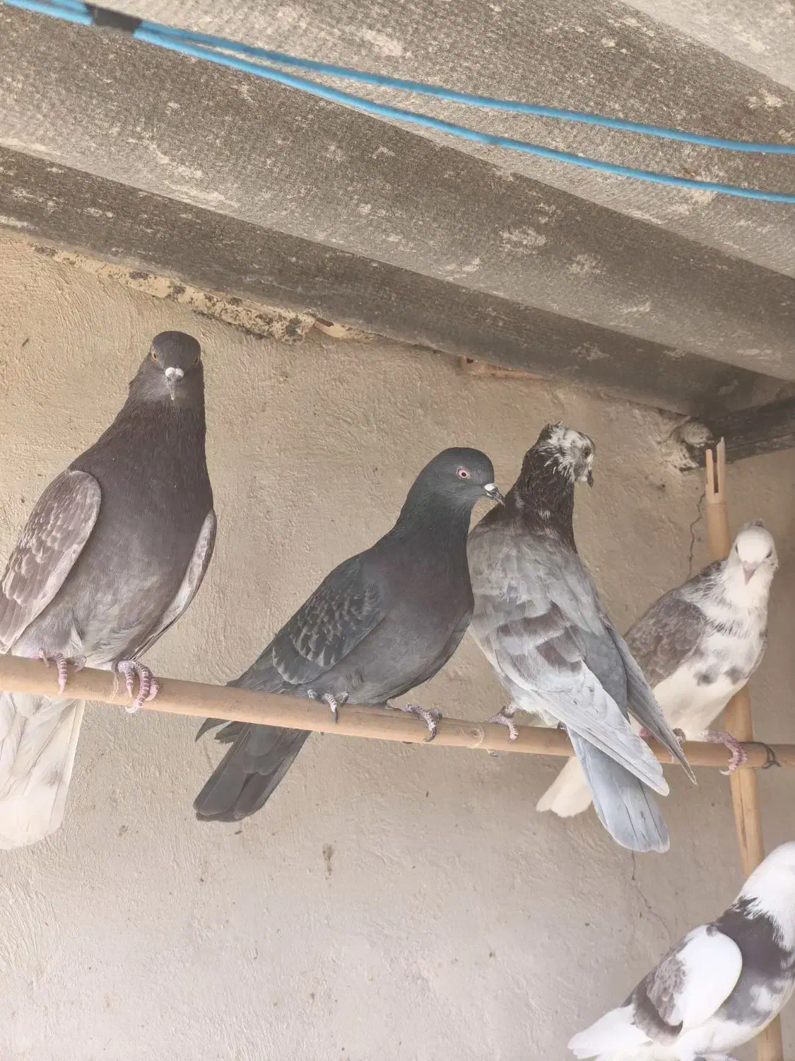 کبوتر خوب|پرنده|سمنان, |دیوار