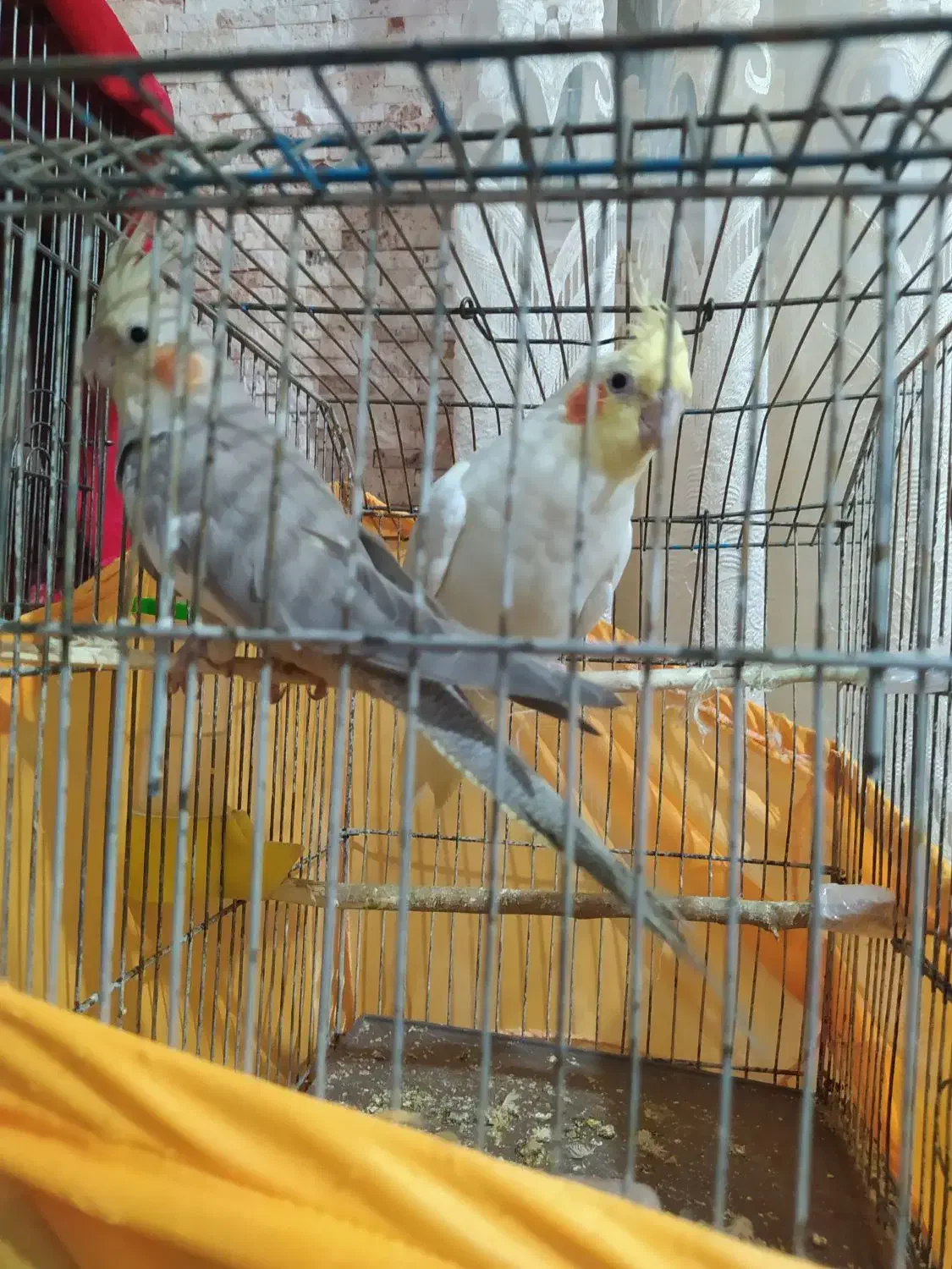 عروس هلندی لوتینو سینامون|پرنده|تهران, کیانشهر|دیوار