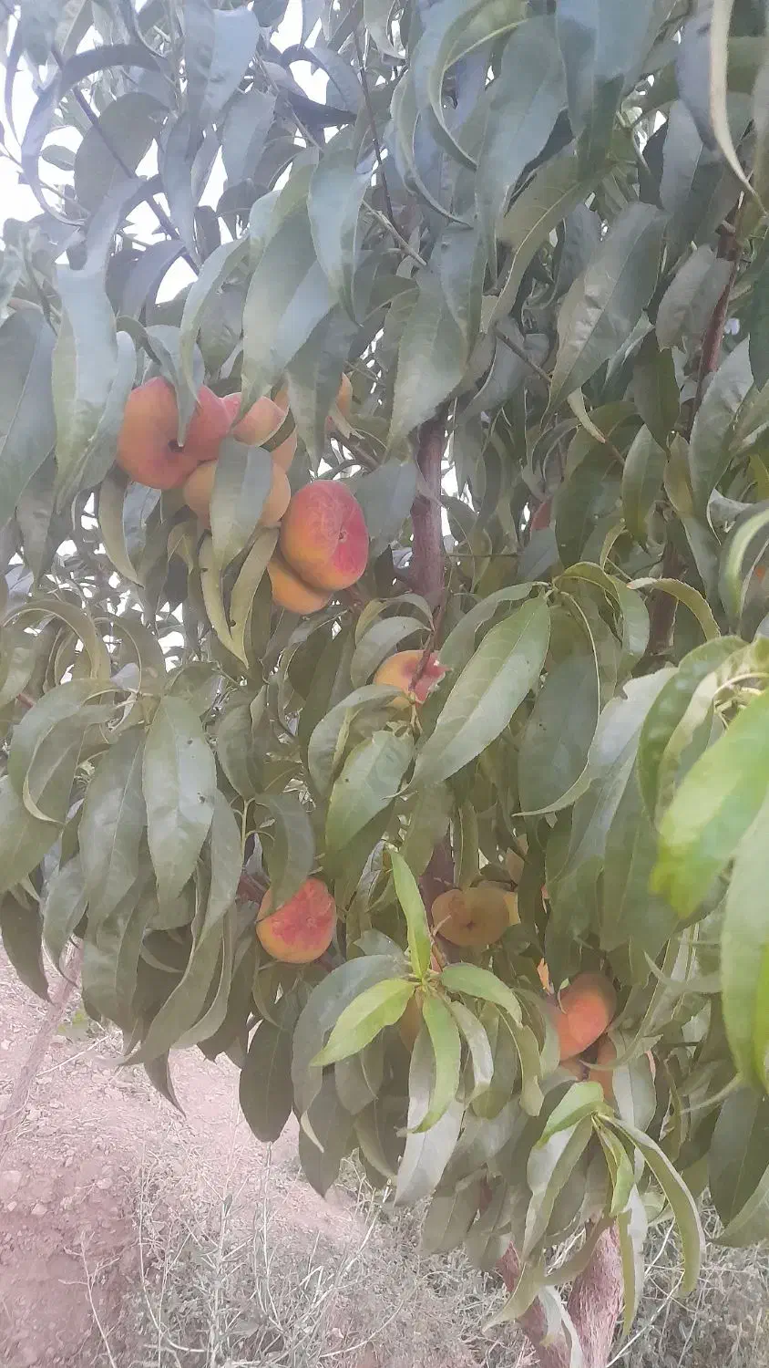 فروش یک جیریب  باغ  انگوری درجه یک|فروش خانه و ویلا|ملایر, |دیوار