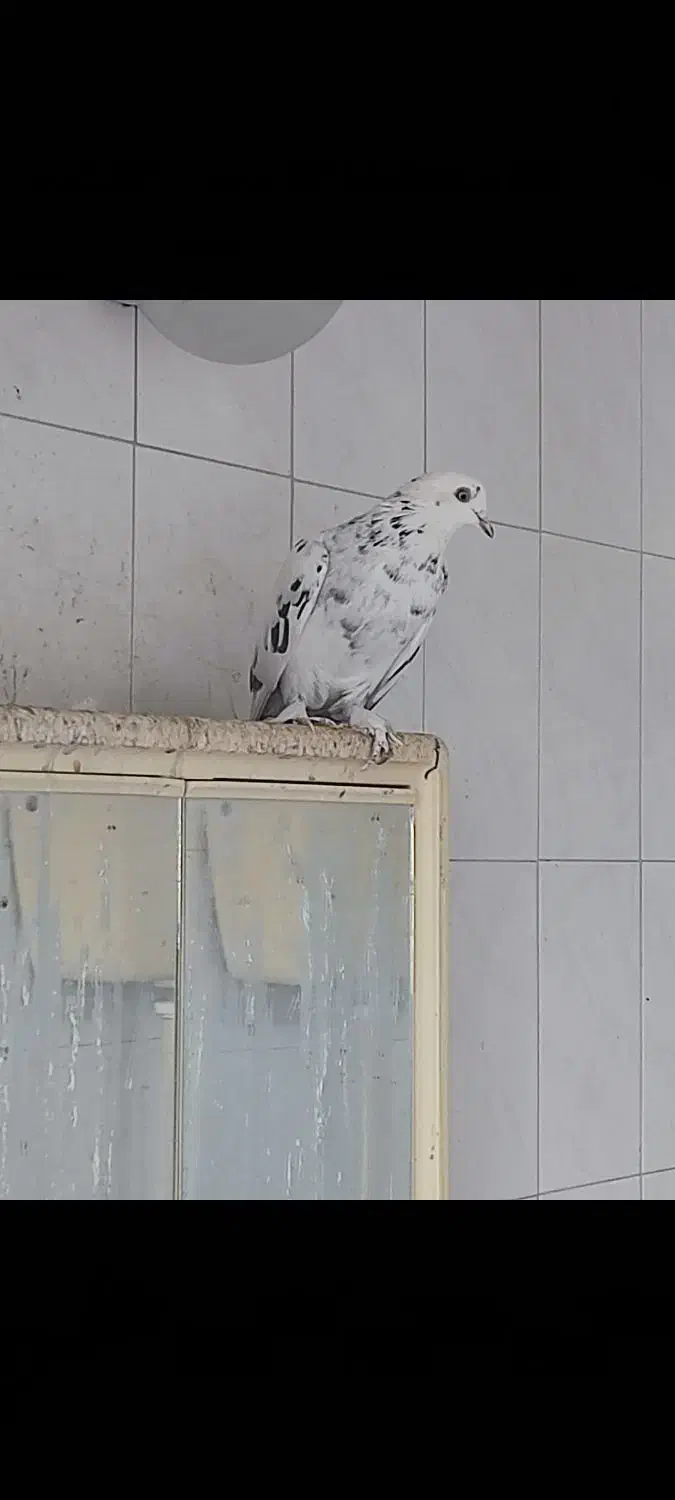 کفتر ماده پرشی پرپا|پرنده|یزد, |دیوار