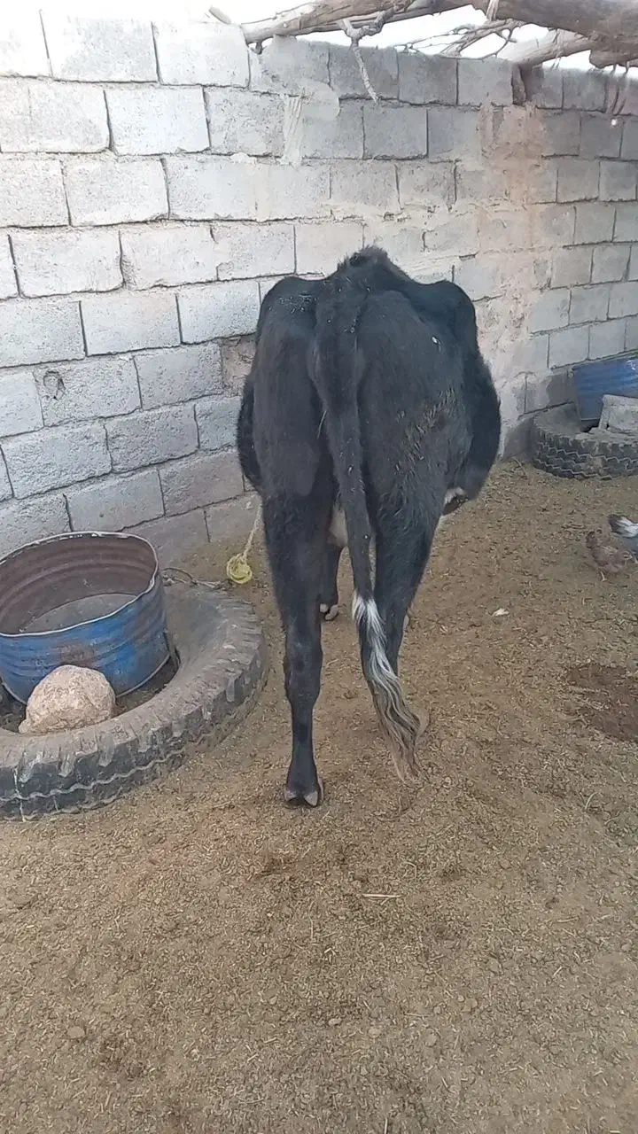 گاوابستن سنگین ۸ ماه|حیوانات مزرعه|دهبکری, |دیوار