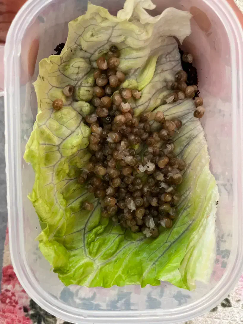 حلزون آچاتینا|خزنده|یزد, |دیوار