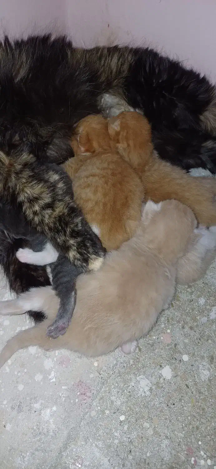 گربه پرشین|گربه|گرگان, |دیوار