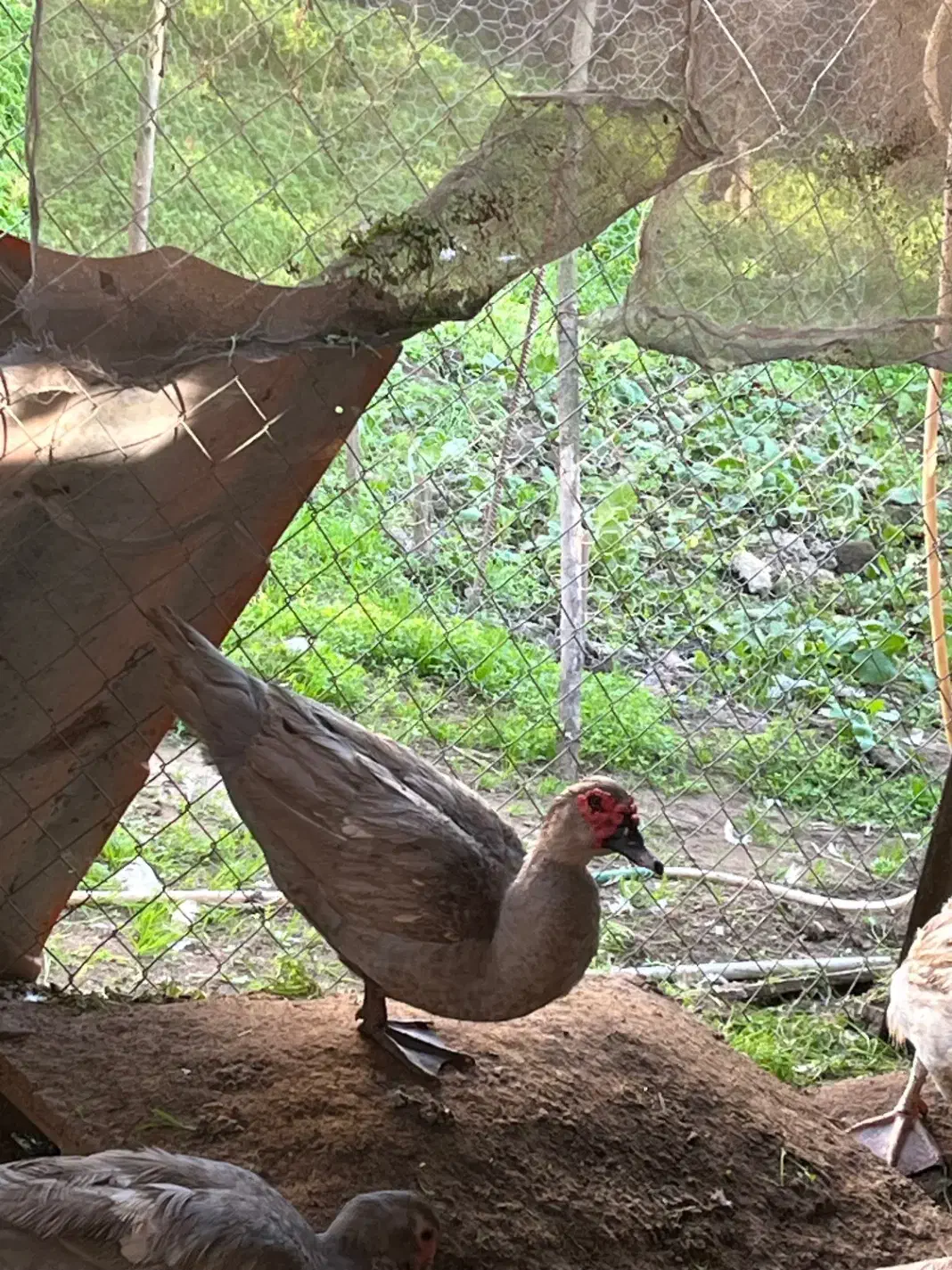 اردک نقره‌ای رنگ خاص|حیوانات مزرعه|آمل, |دیوار