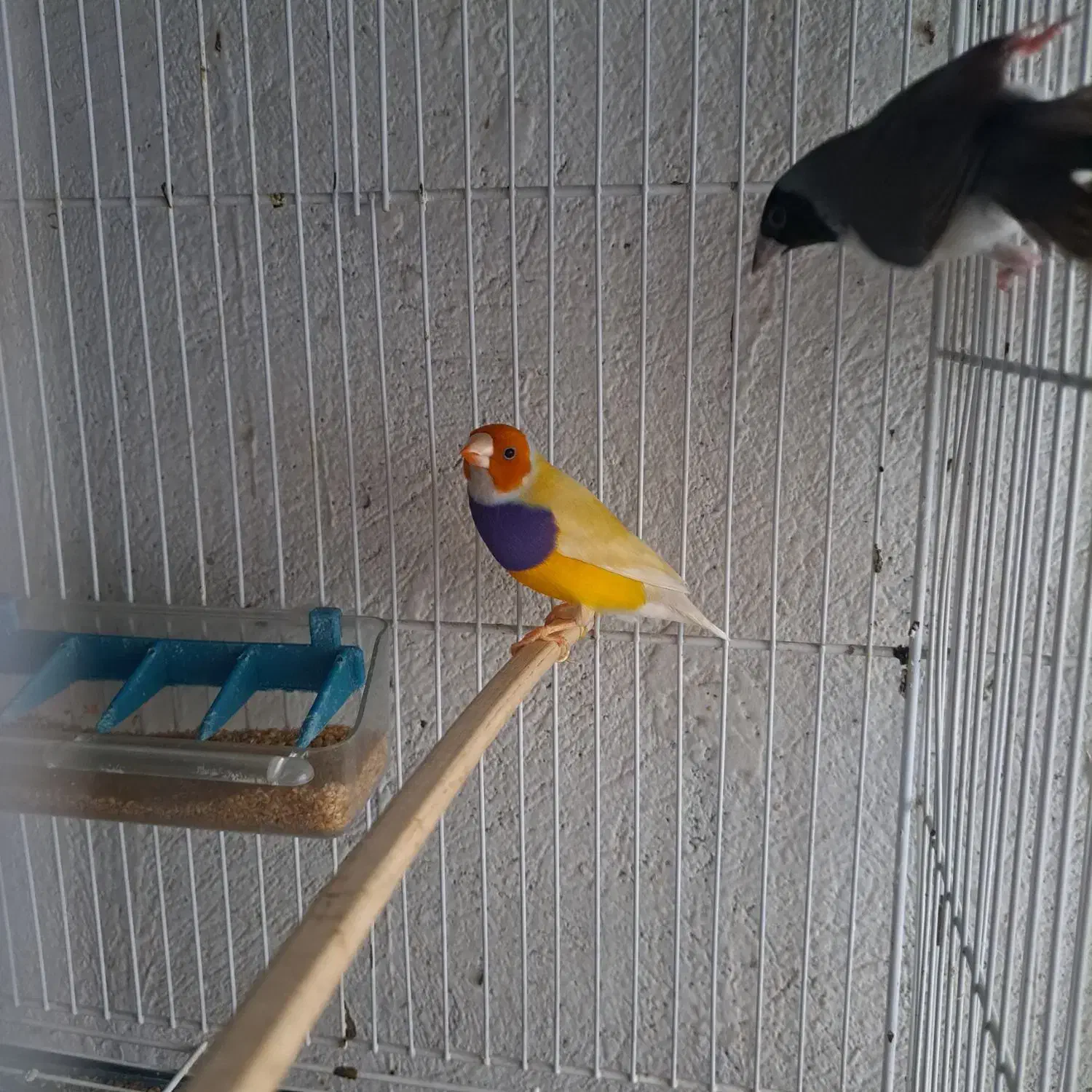 فنچ نر گلدین|پرنده|مشکین‌دشت, |دیوار