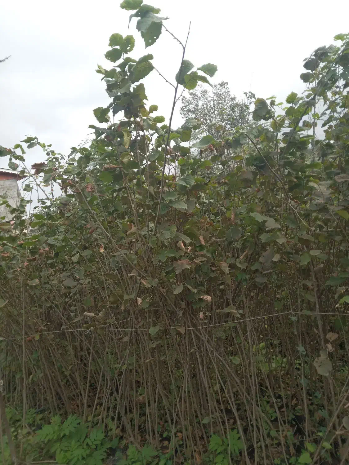 فروش نهال فندق گلدانی ریشه پرس وریشه لخت|خدمات باغبانی و درختکاری|رحیمآباد, |دیوار