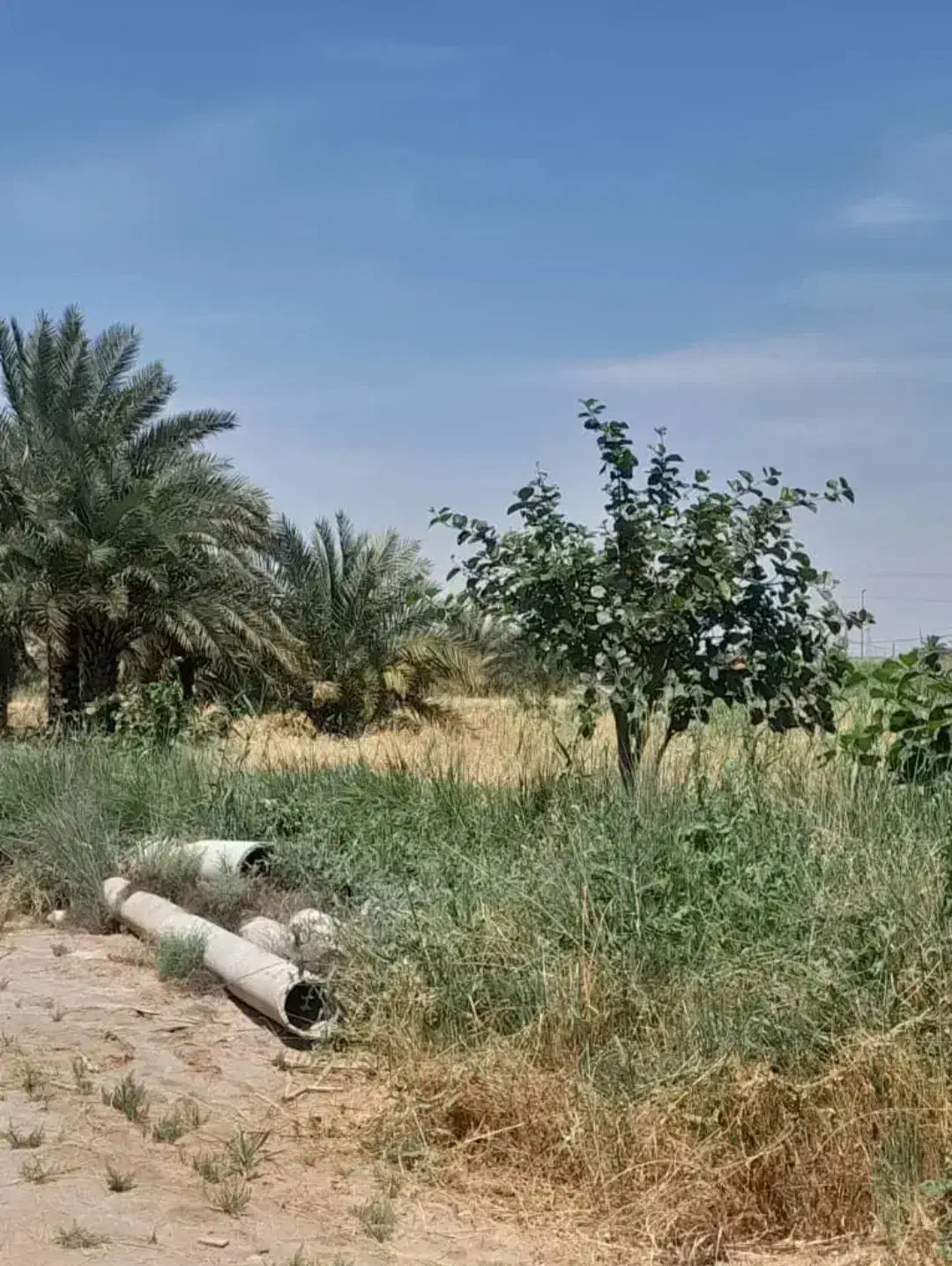 ۵ هکتار زمین حفار شرقی فرصت طلایی...عکس تزینی|فروش زمین و ملک کلنگی|آبادان, |دیوار