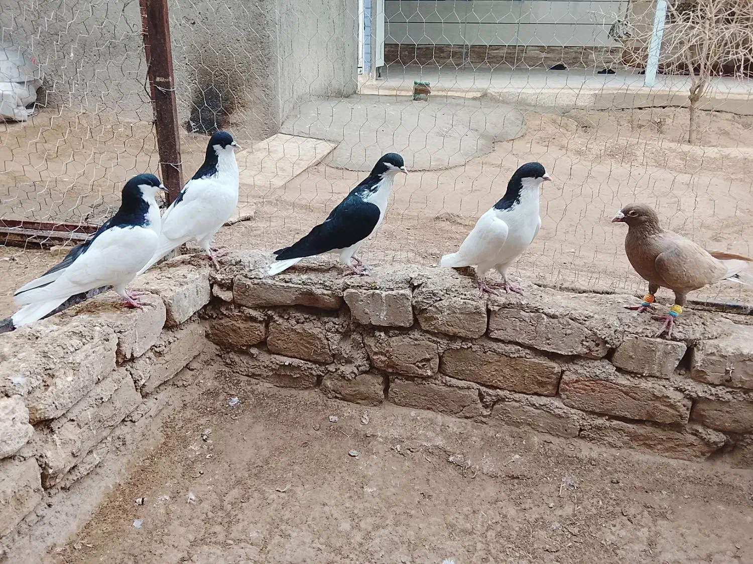 چند جفت کفتر هم پرشی هم جفتی|پرنده|دشتابی, |دیوار