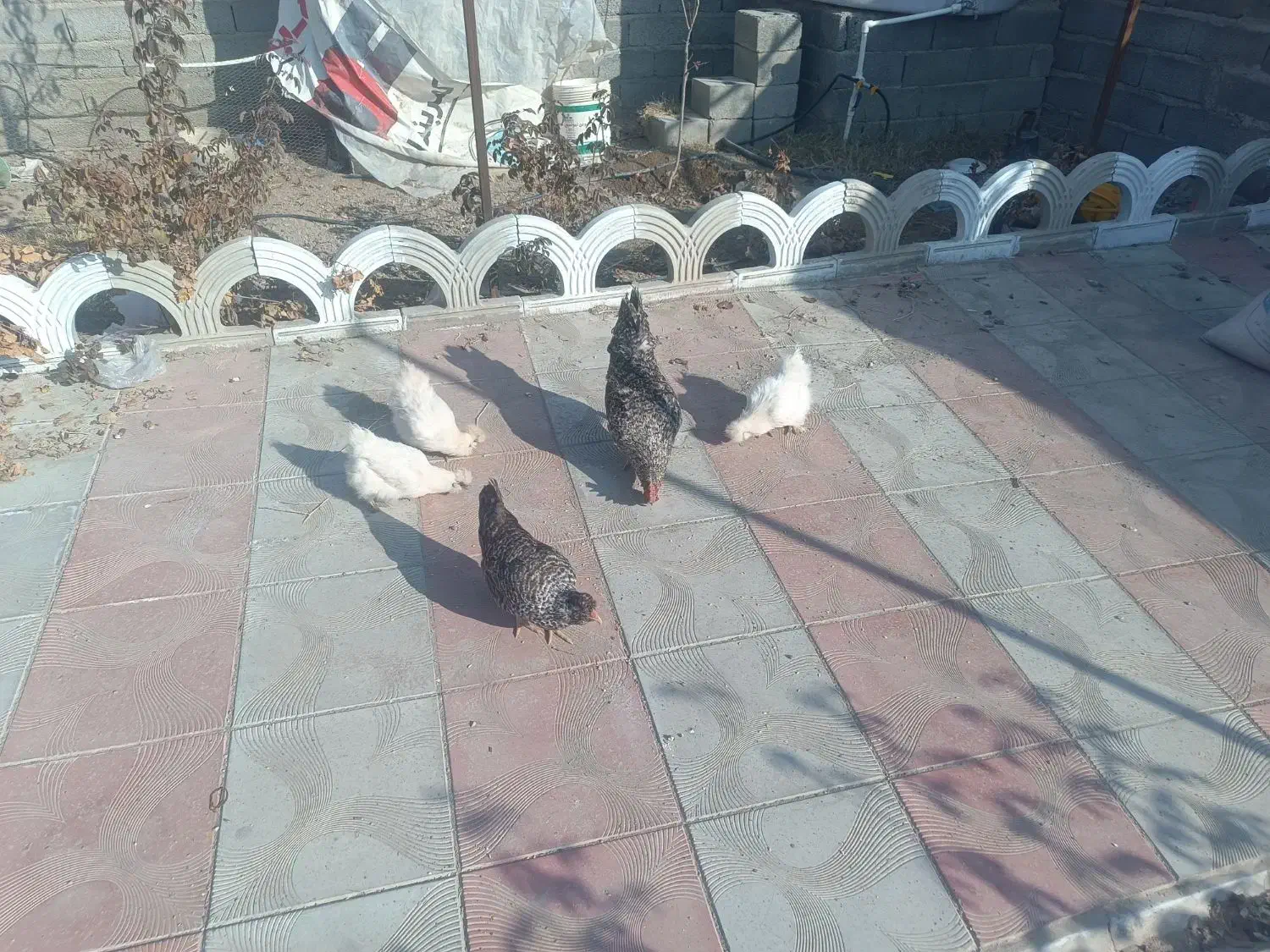 فروش مرغ ابریشمی|حیوانات مزرعه|سلماس, |دیوار