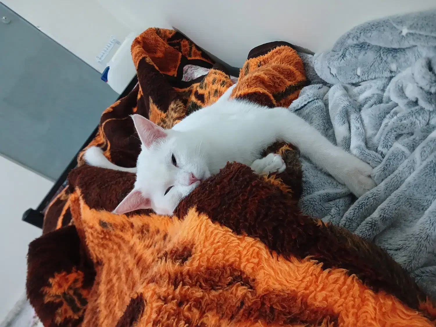 واگذاری گربه|گربه|شاهینشهر, خانه کارگر|دیوار