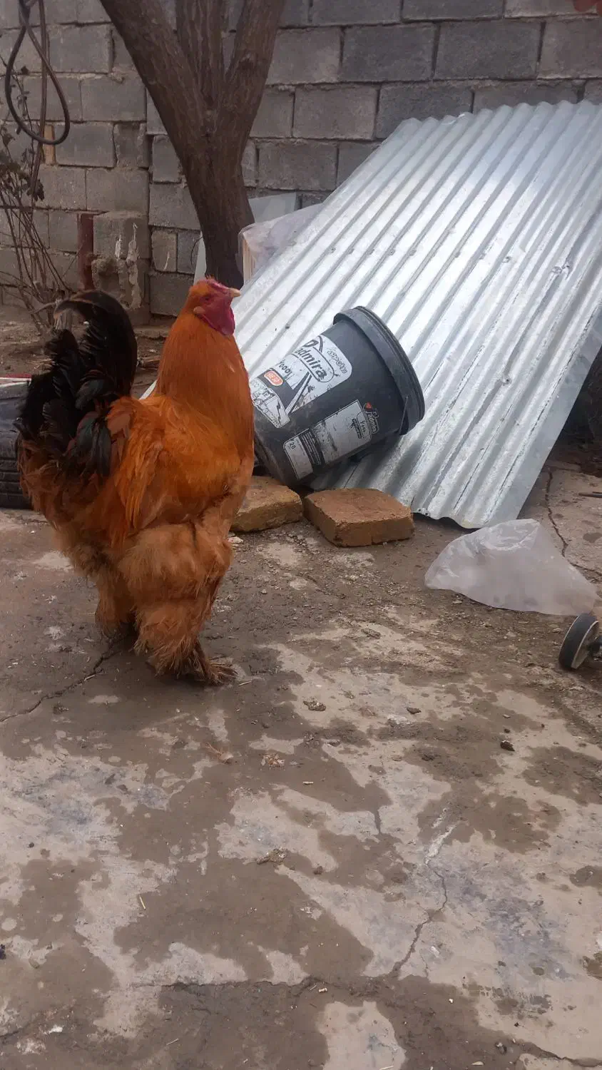 مرغ وخروس برهما|حیوانات مزرعه|کرمانشاه, |دیوار