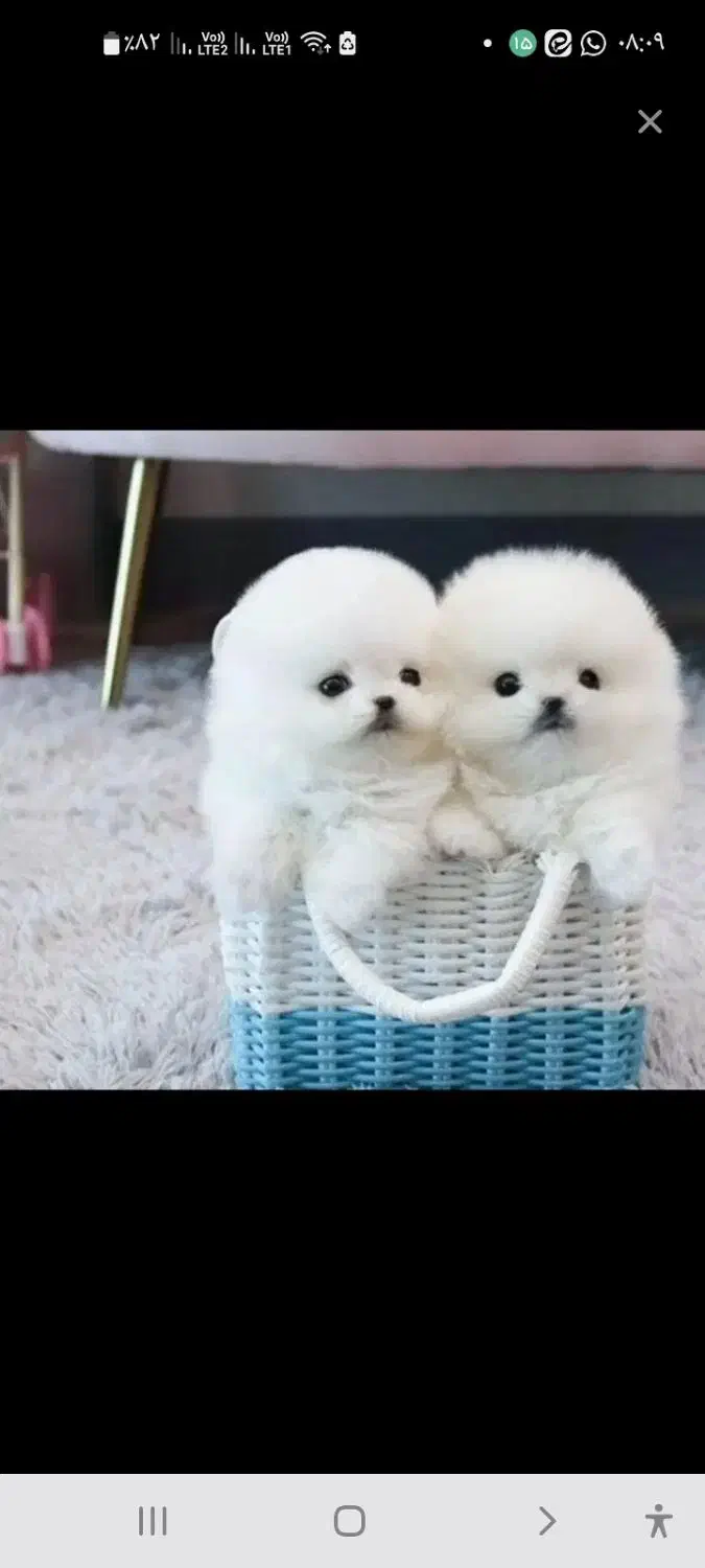 گمشده|حیوانات|اصفهان, رهنان|دیوار