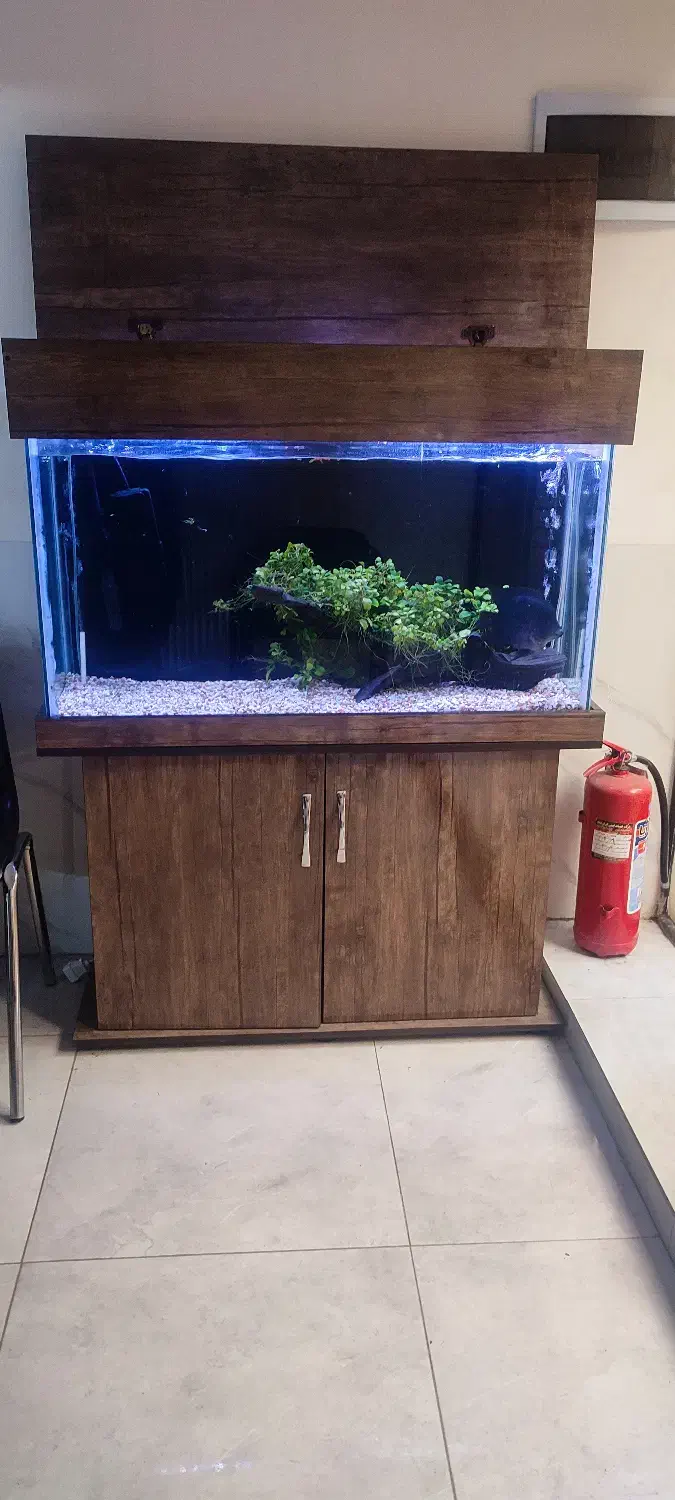 آکواریوم|ماهی|ری, علایین|دیوار