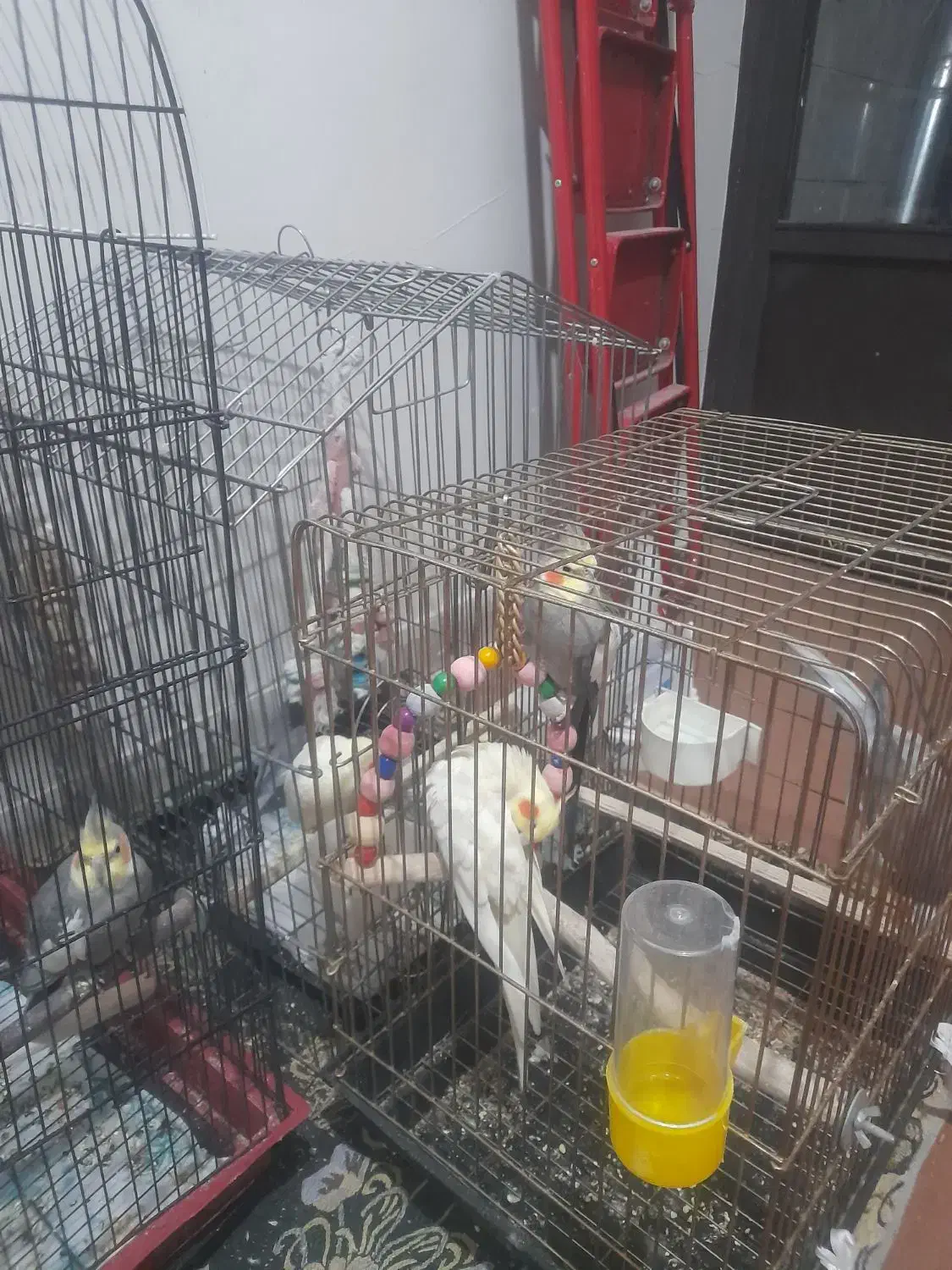 عروس هلندی|پرنده|ری, فیروزآبادی|دیوار