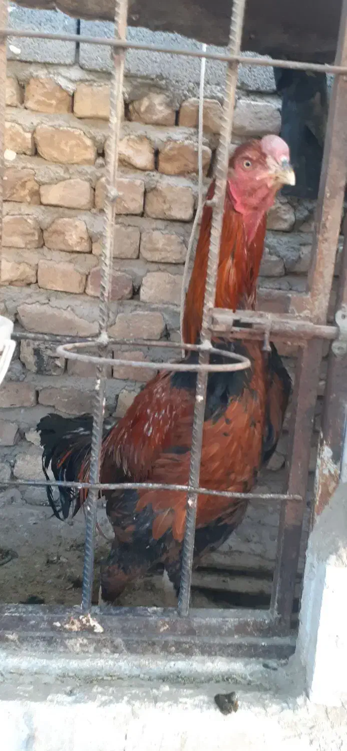 خروس لاری|حیوانات مزرعه|محلات, |دیوار