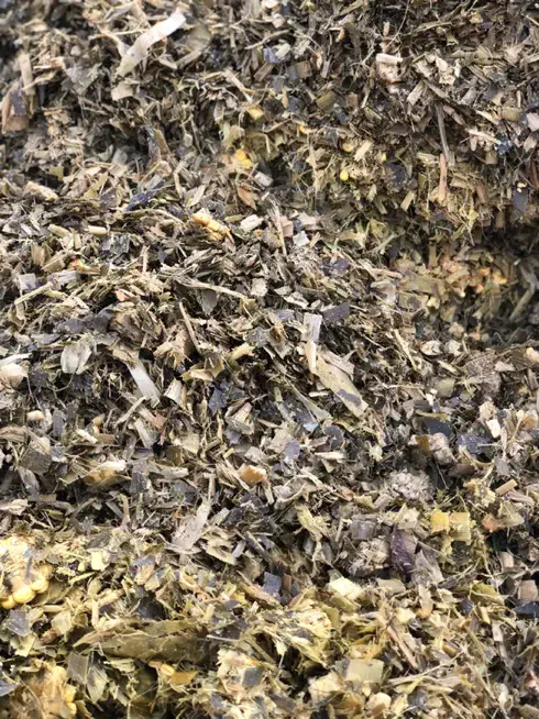 علوفه ذرت کشت اول|عمده‌فروشی|نقده, |دیوار